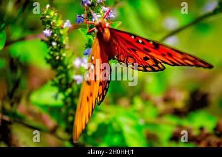 Una farfalla del fritillario del Golfo (Agraulis vanillae) si nutre di un fiore, 9 ottobre 2021, a Irvington, Alabama. Foto Stock