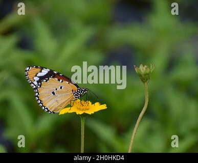 Farfalla tigre semplice su fiore giallo, sfondo verde Foto Stock