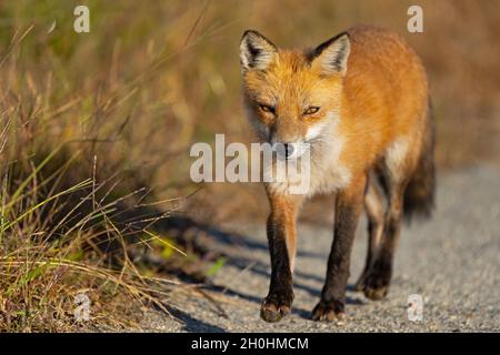 Red Fox Walking lungo una strada sterrata Foto Stock