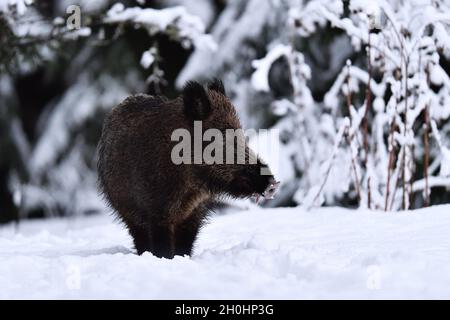 Il cinghiale (Sus scrofa) in inverno sulla neve. I suini selvatici. Eurasian maiale selvatico. Foto Stock