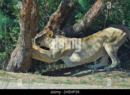 Lionessa (Panthera leo) nella Riserva Africana di Sigean-Francia Foto Stock