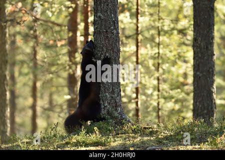 Wolverine in una foresta che inizia a salire su un albero Foto Stock