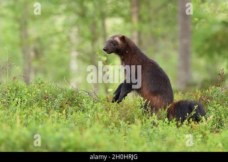Wolverine in piedi in un paesaggio forestale Foto Stock