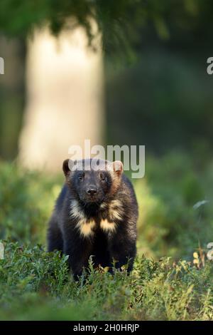 Wolverine (Gulo gulo) nella foresta Foto Stock