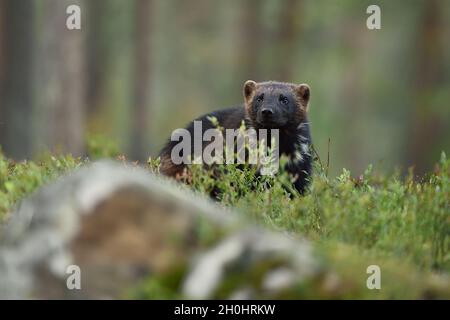 Wolverine nella foresta di sera Foto Stock