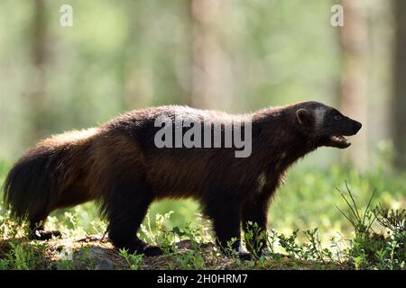 Wolverine (Gulo gulo) nella foresta in estate Foto Stock