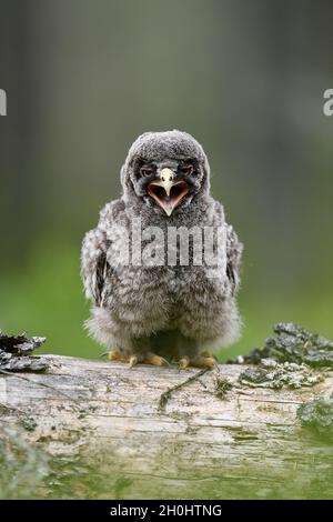 Grande gufo grigio pulcino in foresta chiamata Foto Stock