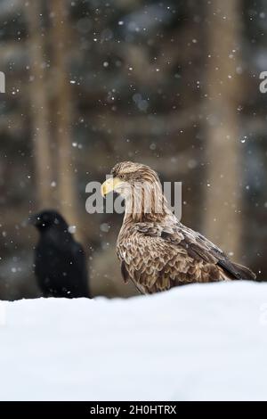 Aquila con corvo in inverno Foto Stock