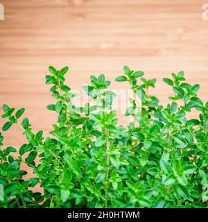 Primo piano Il limone di foglie di timo dal giardino delle erbe. Thymus citriodorus (Limone timo o timo di agrumi) specie di pianta flowering in famiglia Lippenblütler. Foto Stock