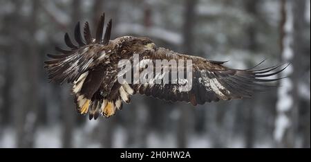 Gli uccelli rapaci. White-tailed eagle (Haliaeetus albicilla) in volo. Foto Stock