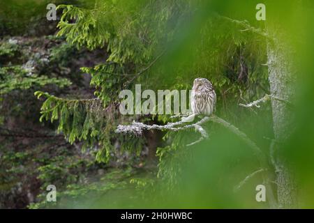 Ural Owl dormendo su albero Foto Stock