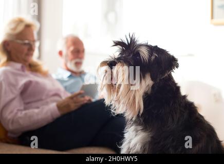 Ritratto di cane sul divano di fronte alla coppia anziana in soggiorno Foto Stock