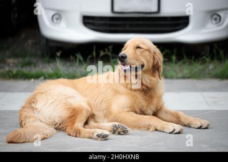 Il simpatico e dorato retriever sta squatting sul pavimento e sorridendo con felicità, un cane felice e amichevole Foto Stock