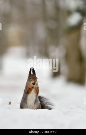 Scoiattolo rosso sulla neve. Scoiattolo in piedi. Foto Stock
