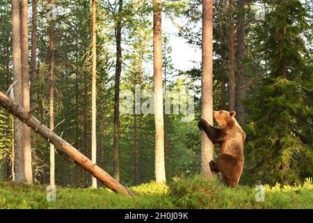 Unione orso bruno di iniziare a salire su un albero. Recare nella foresta. Foto Stock