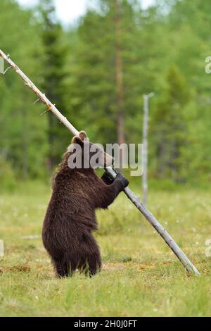 Orso bruno in piedi e tenendo un albero Foto Stock