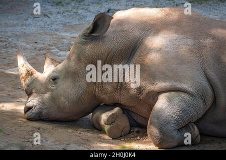Rhino bianco meridionale riposante (Ceratotherium simum simum) allo Zoo di Atlanta vicino al centro di Atlanta, Georgia. (USA) Foto Stock