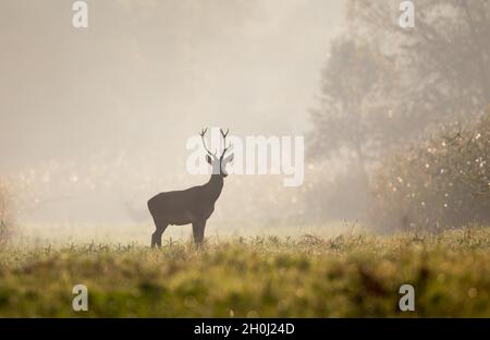 Giovane animale maschio cervo rosso con piccole corna in piedi nella foresta la mattina foggy. Fauna selvatica in habitat naturale Foto Stock