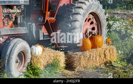 Primo piano il trattore di un agricoltore mostra un bounty autunno in campagna. Un trattore decorato con fieno e zucche per il giorno del Ringraziamento e Halloween Fes Foto Stock