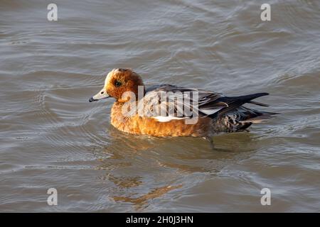 Wigeon Eurasiano (Anas penelope) in cerca di cibo sull'acqua Foto Stock