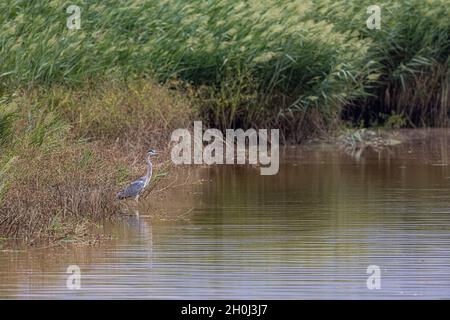 Erone grigio (Ardea cinerea) in piedi sul bordo dello stagno Foto Stock