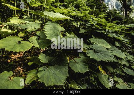 Grande burdock lascia nella foresta da vicino Foto Stock