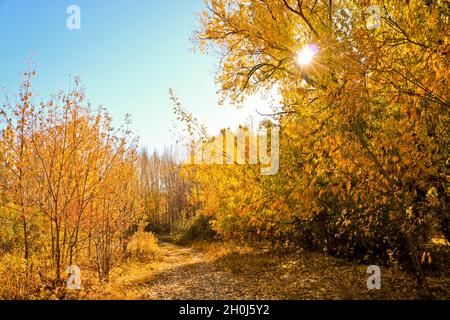 Strada di ghiaia con foglie cadute. Autunno luce del sole in una foresta di betulla. Estate indiana. Foto Stock