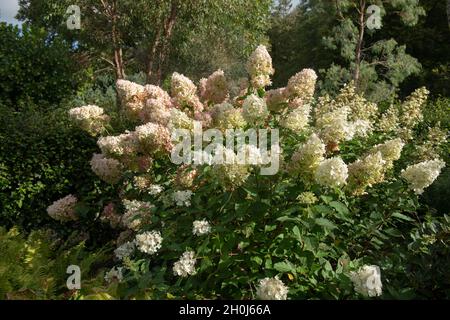 Paesaggio autunnale della crema sbiadente fiore teste su un arbusto di Hydrangea Panicled (Hydrangea paniculata 'White Moth') che cresce in un giardino Foto Stock