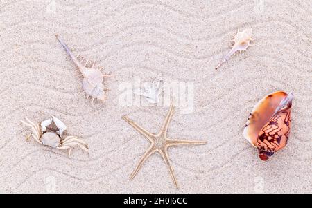 Conchiglie di mare,stelle marine e granchi sulla spiaggia di sabbia di estate e concetto di spiaggia. Foto Stock