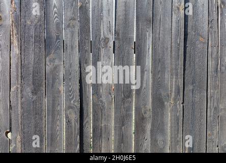 Recinzione in legno grigio con chiodi arrugginiti e tessitura di un vecchio albero alla luce del sole. Foto Stock