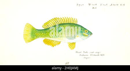 Illustrazione dei pesci d'epoca di Frank Edward Clarke - Notolabrus celidotus o Wrasse Foto Stock