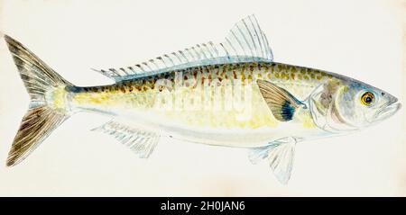 Illustrazione del pesce d'epoca di Frank Edward Clarke - Kawai Foto Stock