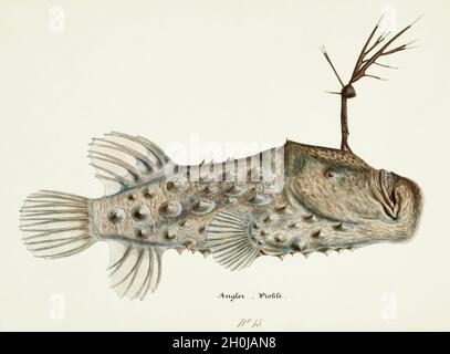 Frank Edward Clarke illustrazione dei pesci d'epoca - Angler Fish Foto Stock