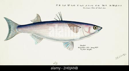 Frank Edward Clarke illustrazione dei pesci d'epoca - Mullet - Mugil cefalus Foto Stock