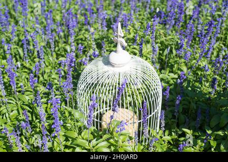 Gabbia di uccello bianca in fiori viola Foto Stock