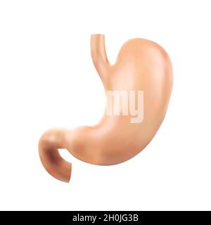 Illustrazione vettoriale realistica e accurata dal punto di vista anatomico dell'organo interno umano - stomaco con duodeno isolato su sfondo bianco Illustrazione Vettoriale