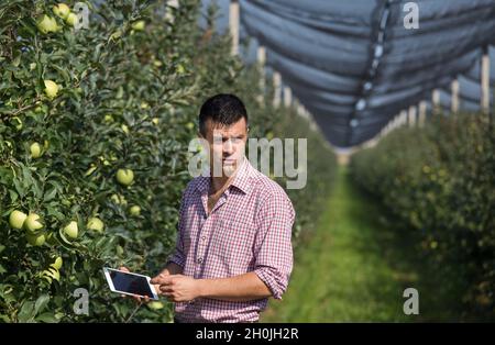 Bel contadino con tavoletta in piedi accanto agli alberi con mele mature in frutteto moderno Foto Stock