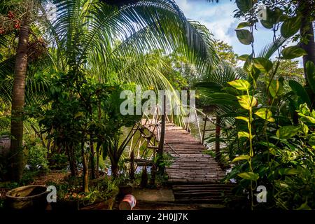 Un molo di bambù che attraversa la giungla delle palme fino al fiume Thu Bon. Foto Stock
