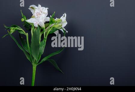 vista laterale di fiori di alstroemeria di colore bianco isolati su sfondo nero con spazio copia Foto Stock