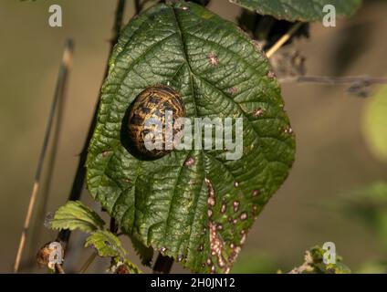 Una lumaca giardino si siede su una foglia bramble che si riscalda nel sole autunnale. Il motivo marrone e nero marmorizzato chiaro indica che non è vecchio e usurato Foto Stock