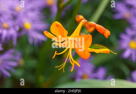 Primo piano di Crocosmia aurea dorata, conosciuta anche come stelle cadenti, fiore di San Valentino o montbretia, una fioritura perenne appartenente alla famiglia Iridaceae Foto Stock