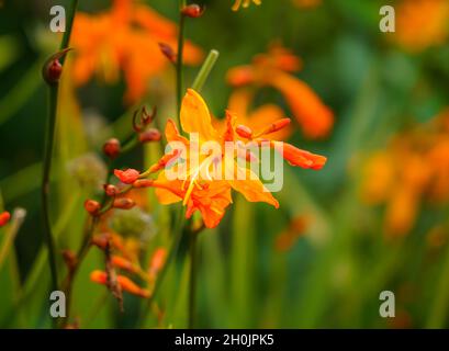 Primo piano di Crocosmia aurea dorata, conosciuta anche come stelle cadenti, fiore di San Valentino o montbretia, una fioritura perenne appartenente alla famiglia Iridaceae Foto Stock