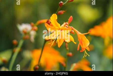 Primo piano di Crocosmia aurea dorata, conosciuta anche come stelle cadenti, fiore di San Valentino o montbretia, una fioritura perenne appartenente alla famiglia Iridaceae Foto Stock