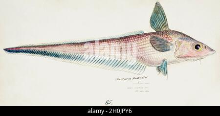 Frank Edward Clarke illustrazione di pesce d'epoca - macrurus australis Foto Stock
