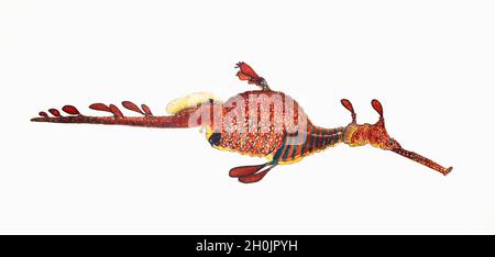 Frank Edward Clarke illustrazione di pesce d'epoca - Phyllopteryx foliaceosus Foto Stock