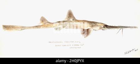 Frank Edward Clarke illustrazione dei pesci d'epoca - Pristioporus Foto Stock
