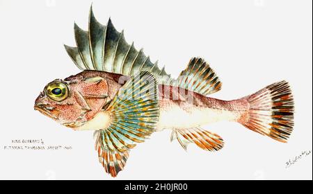 Frank Edward Clarke illustrazione dei pesci d'epoca - King Gurnard Foto Stock
