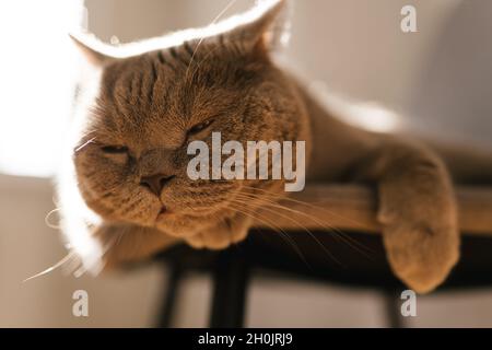 Gatto britannico sdraiato sulla sedia in sole, gatto accogliente prendere il sole bagno. Adorabile gatto riposante Foto Stock