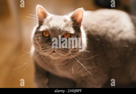 Gatto britannico sdraiato sulla sedia in sole, gatto accogliente prendere il sole bagno. Adorabile gatto riposante Foto Stock