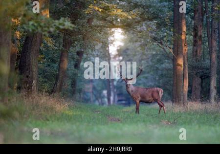 Cervi rossi con corna in piedi nella foresta in tempo di accoppiamento in autunno Foto Stock